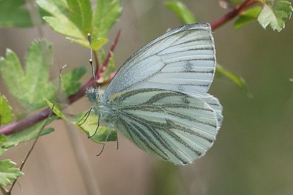 Pieris napi-4415 - Fontainebleau - 30/04/22