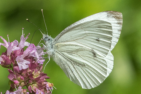 Pieris napi-5895 - Aprey - 30/07/21
