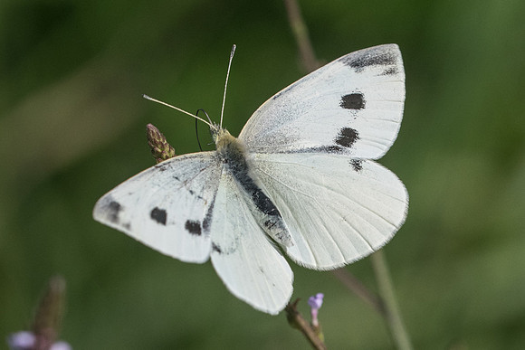 Pieris rapae ♀-6431 - Manre - 14/08/21