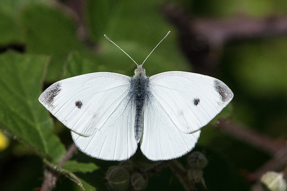 Pieris rapae ♂   ---Roissy en brie - 6/06/20