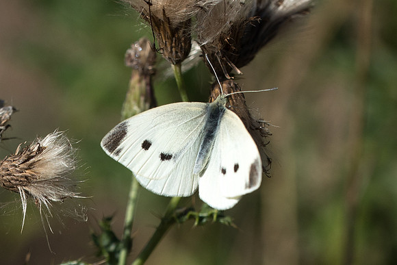 Pieris rapae ♀ (Piéride de la rave)