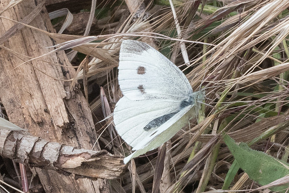 Pieris rapae ♀-1696 - Signes - 22/05/21