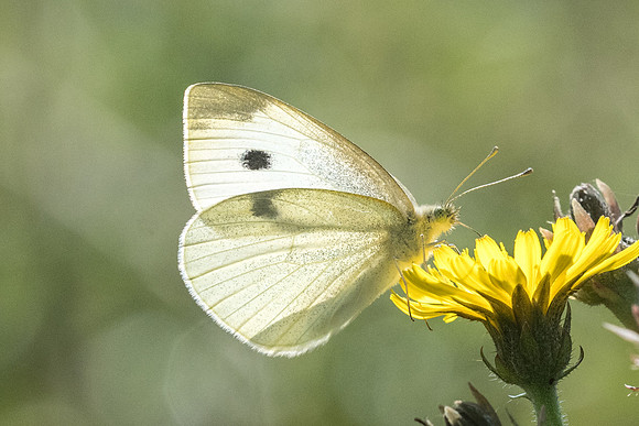 Pieris rapae - 6375 -  Manre - 14/08/21