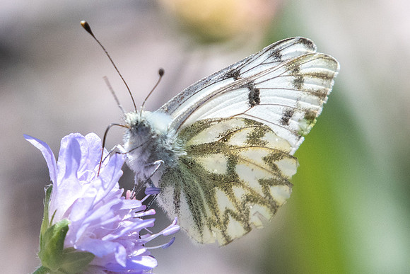 Pontia callidice-6062 - col de l'Izoard (le laus 1745m) - 22/07/22
