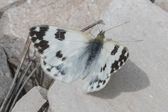 Pontia daplidice ♀-1652 - Signes - 22/05/21