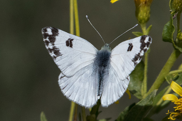 Pontia daplidice ♂-8393 - Octon - 30/09/22