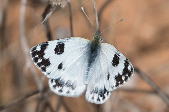 Pontia daplidice ♀ - 8777 - Castelnau de Guers 2/10/22