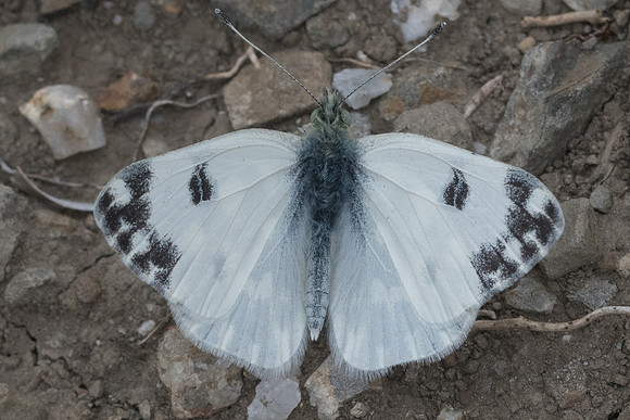 Pontia daplidice ♂- 4961 - Sournia - 21/05/23