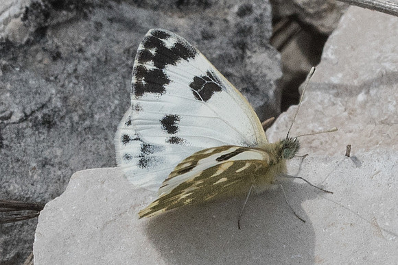 Pontia daplidice ♀-1649 - Signes - 22/05/21