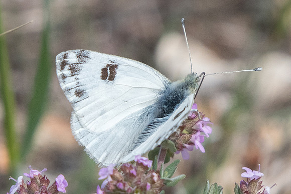 Pontia daplidice ♂- Ponteves - 20/04/19