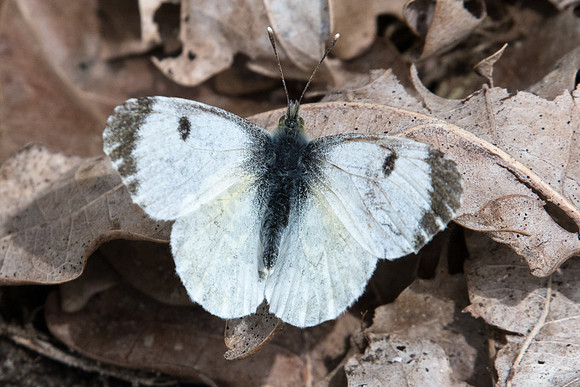 Anthocharis cardamines ♀-2100 - Fontainebleau - 12/05/20