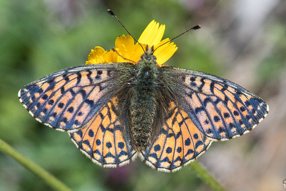 Boloria napaea ♀-1477 - Cervières - 1/07/21