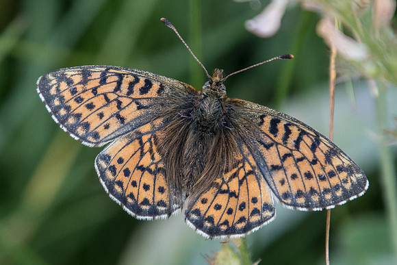 Boloria napaea ♀-3984 - Lac de l'Orceyrette - 20/07/22