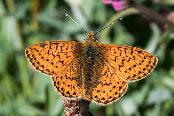 Boloria napaea ♂-1468 - Cervière 1/07/21
