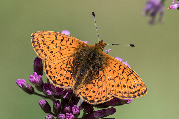 Boloria pales-5174 - Nevache - 21/07/22