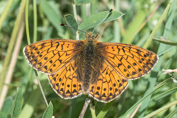 Boloria pales-0705 - Cervières - 30/06/21