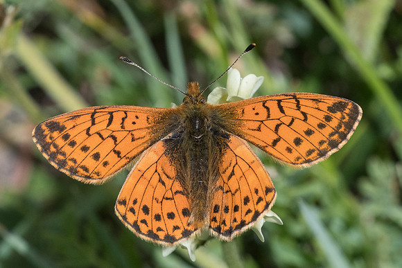 Boloria pales-0772 - Cervières - 30/06/21