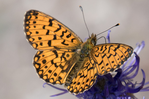 Boloria selene-3650 - ♂ - Fontainebleau  - 24/05/20
