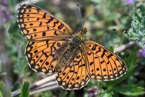 Boloria selene-3954 - Fontainebleau - 30/05/20
