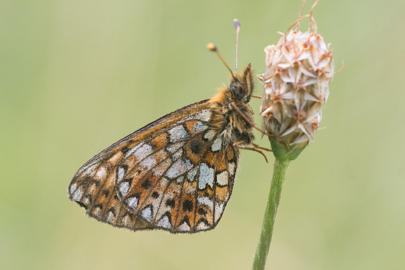 Boloria selene_6406 -Col de sansa (Real) - 21/07/23
