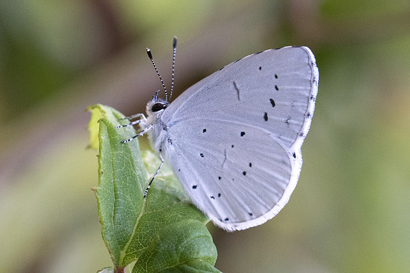Celastrina argiolus-9956 Porto Venere - 18/09/20
