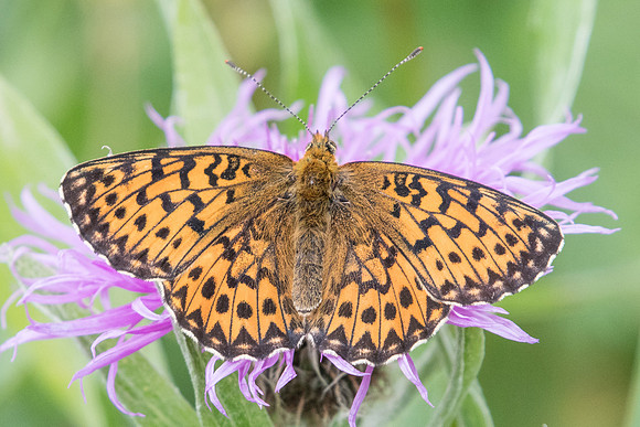 Boloria titania --1206 - Estenc - 28/06/20