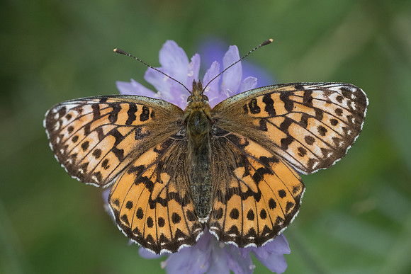Boloria titania-2578 - Argentière la Bessée - 3/07/21