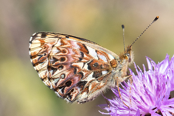 Boloria titania-8166 - Termignon - 16/07/22