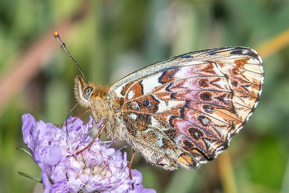 Boloria titania-5919 - route col Izoard - 22/07/19