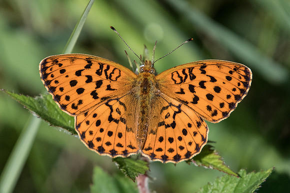 Brenthis daphne (Nacré de la ronce) -Fontainebleau - 13/06/20