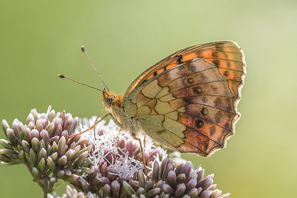 Brenthis daphne - Précy - 4/07/2015