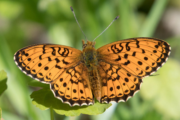 Brenthis ino id-8871 -  Passonfontaine - 28/05/22