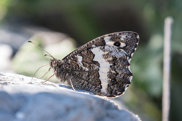 Brintesia circe-6379 -Coursegoules - 5/07/20