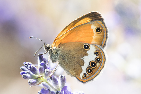 Coenonympha arcania - 6284 - Coursegoules - 5/07/20