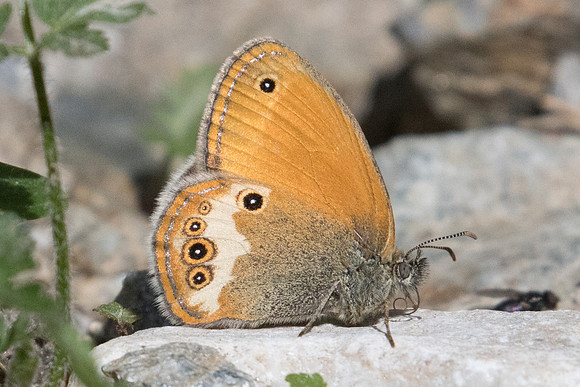 Coenonympha arcania-4211 - Llo - 18/07/23