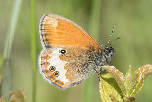 Coenonympha arcania - Fontainebleau - 1/06/19