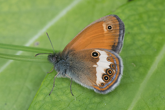 Coenonympha arcania-5713 - Chatillon sur seine - 26/05/22