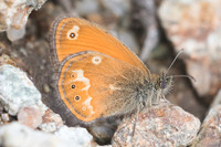 Coenonympha corinna-7667 - Vivario - 13/06/23