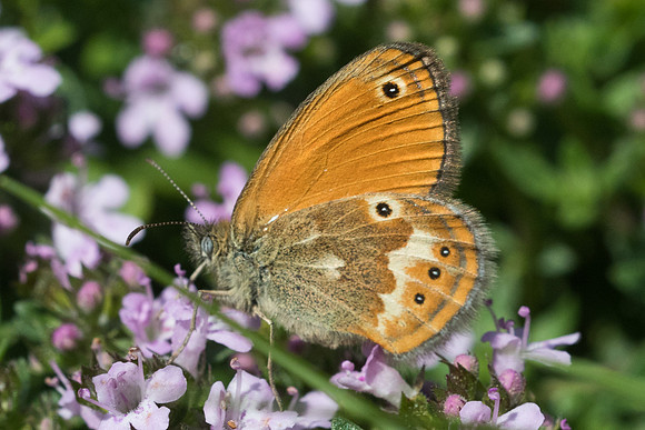 Coenonympha corinna-9403 Vivario - 18/06/23