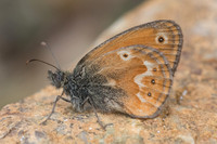 Coenonympha corinna-7823 Vivario 13/06/23