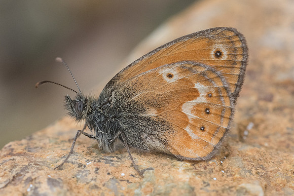 Coenonympha corinna-7823 Vivario 13/06/23