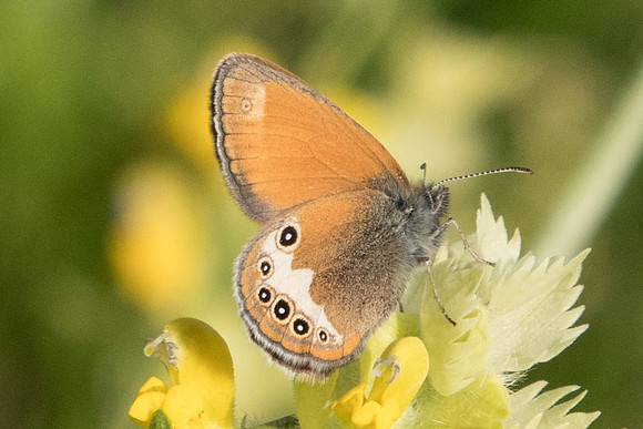 Coenonympha darwiniana-2996 - Col d'Allos - 1/07/20