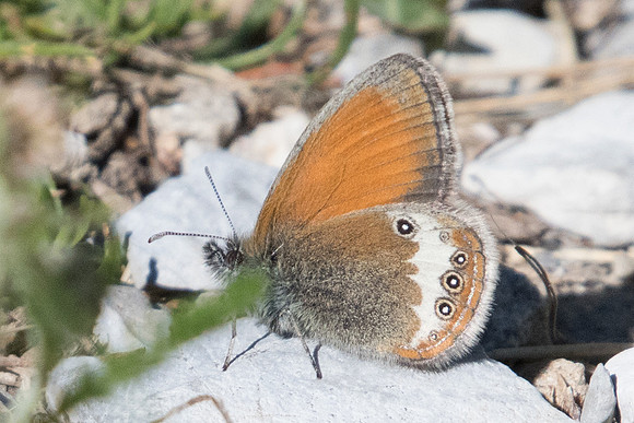 Coenonympha darwiniana-2432 - Estenc 30/06/20