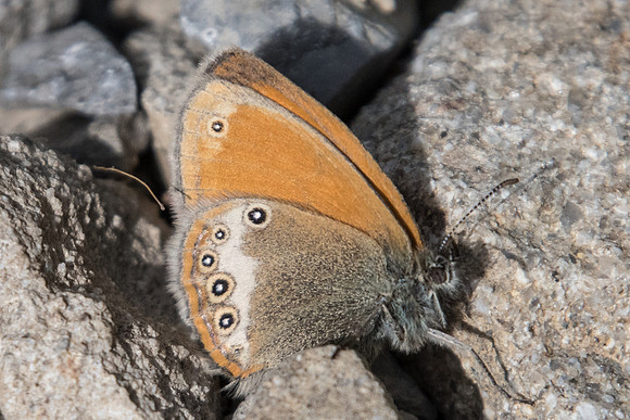 Coenonympha darwiniana-4253 - Col de la cayolle - 6/07/21