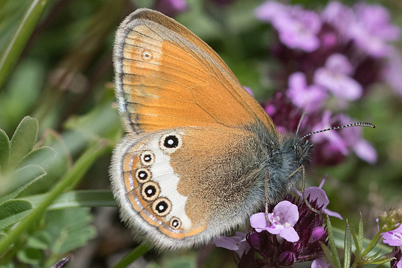 Coenonympha darwiniana-8   - Col de la Cayolle - 28/06/21