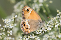 Coenonympha dorus-3617 - Argentière la bessée - 2/07/20
