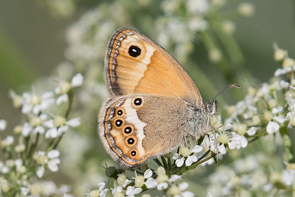Coenonympha dorus-3617 - Argentière la bessée - 2/07/20