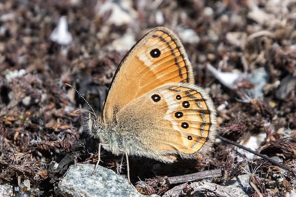 Coenonympha dorus-4167 - Argentière la bessée - 2/07/20