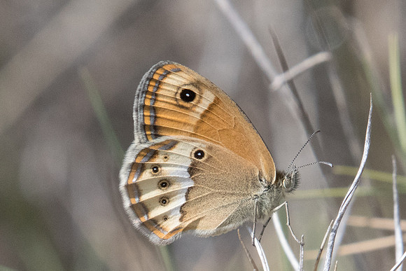 Coenonympha dorus-1803 - Sournia - 15/07/23