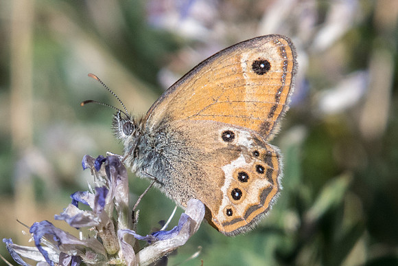 Coenonympha dorus-4092 - Argentière la bessée 2/07/20